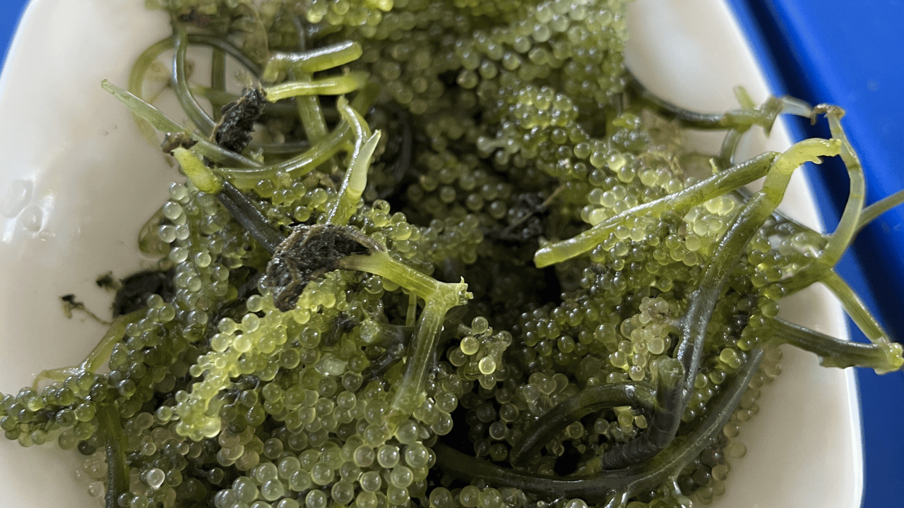 Lato