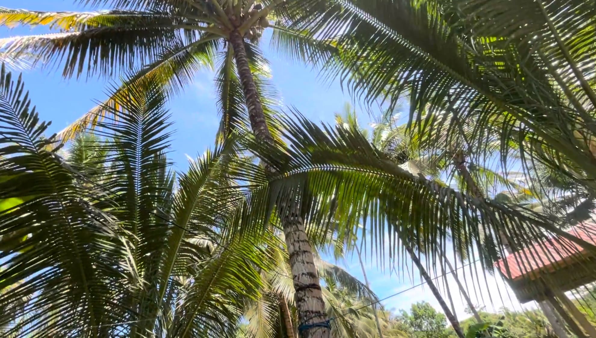 oconut tree
