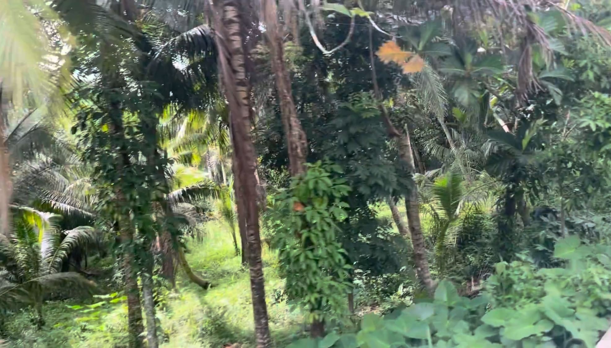 nature forest sight in Argao, Cebu