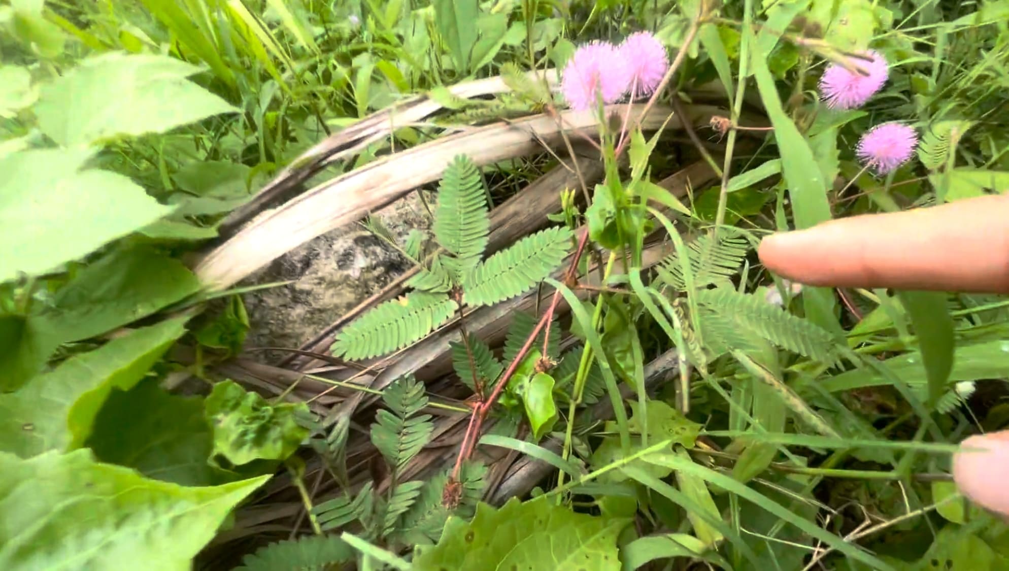 A tiny makahiya plant growing beside the road in Argao, Cebu