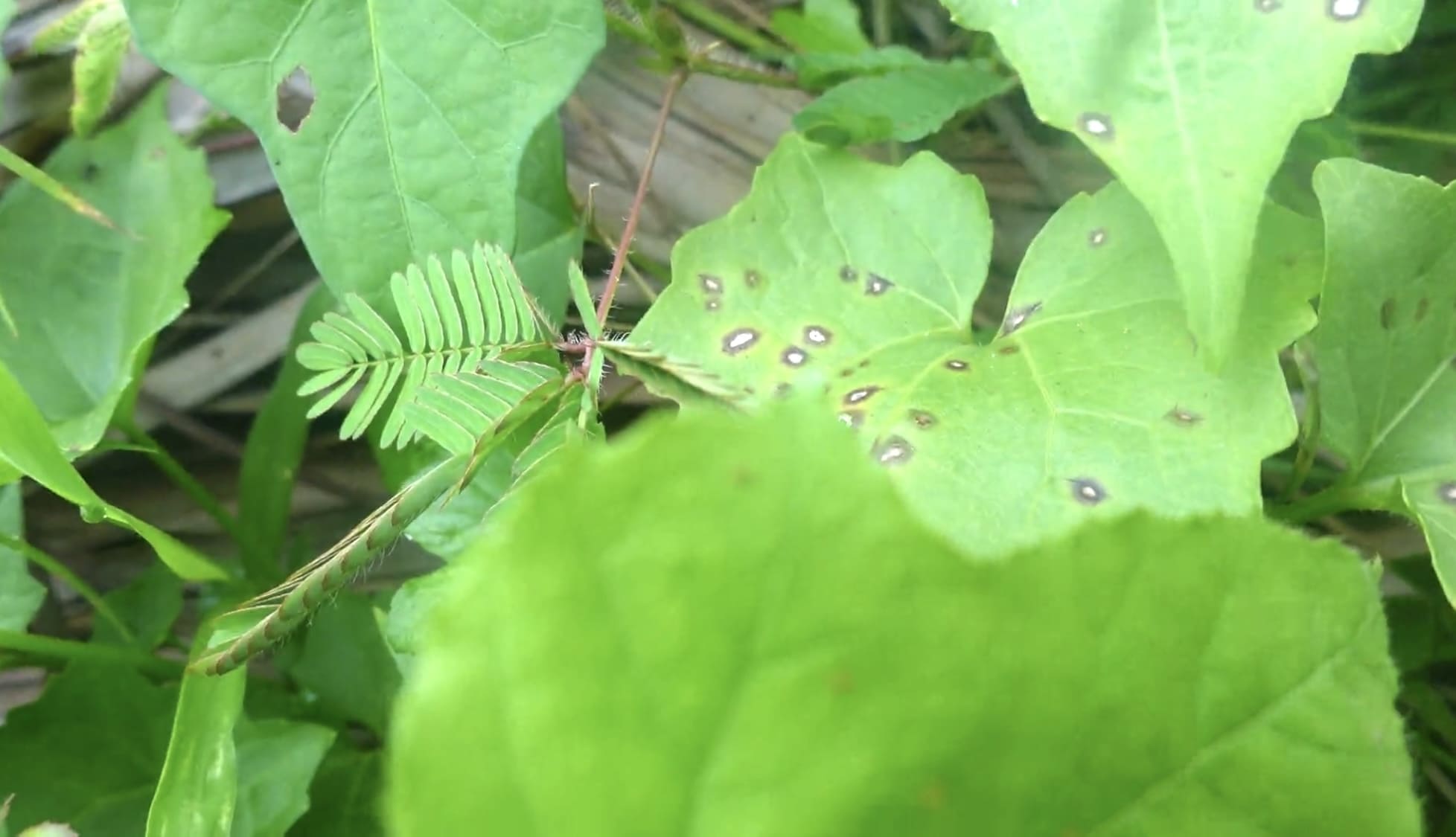 A plant that closes its leaves when touched.