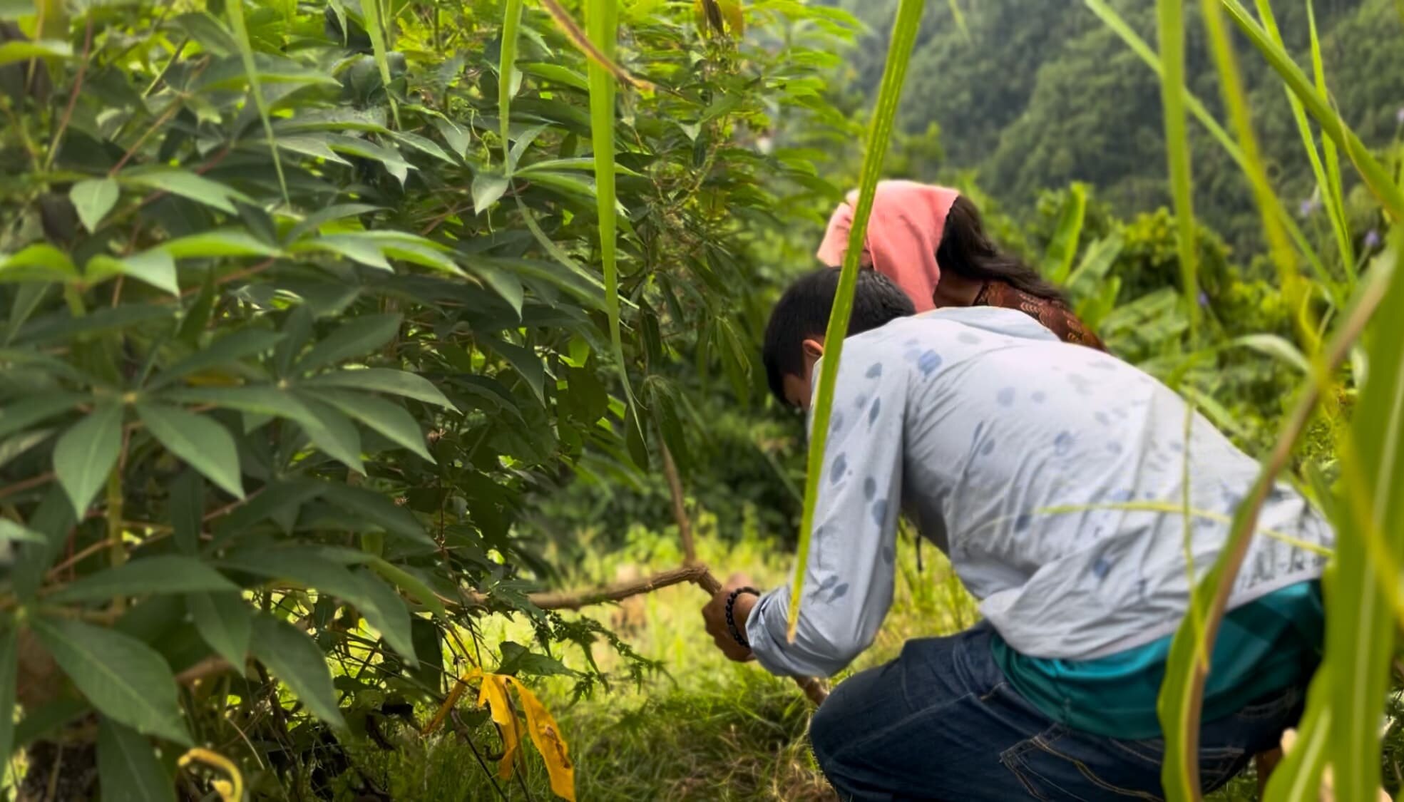 Melvin trying to dig up cassava on a farm in Cebu, Philippines