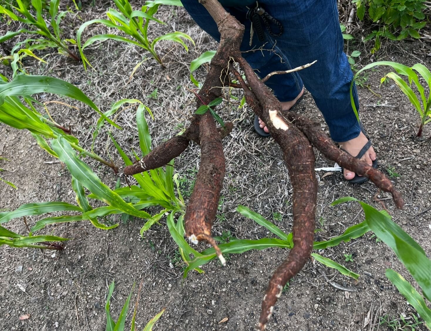 Freshly harvested cassava pulled from the ground on a farm in Cebu, Philippines