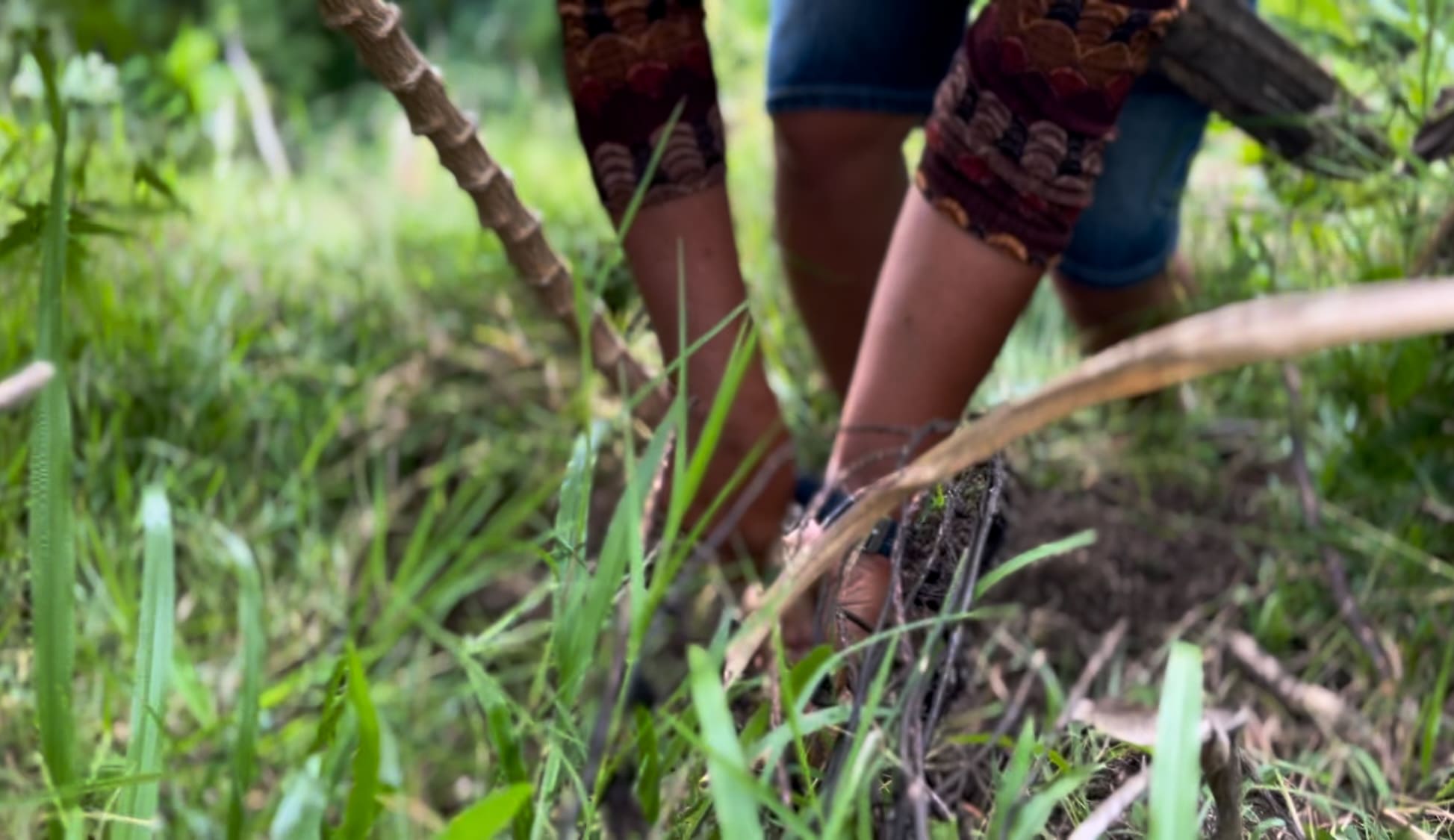 a farmer harvesting cassava in the mountains of Catmon