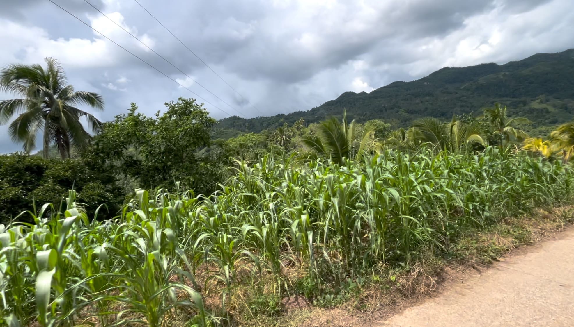Mountain farms growing corn, peanuts, and cassava