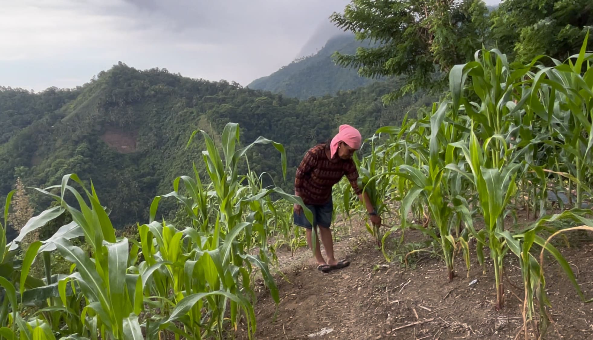 a farmer working at a cassava farm in Catmon