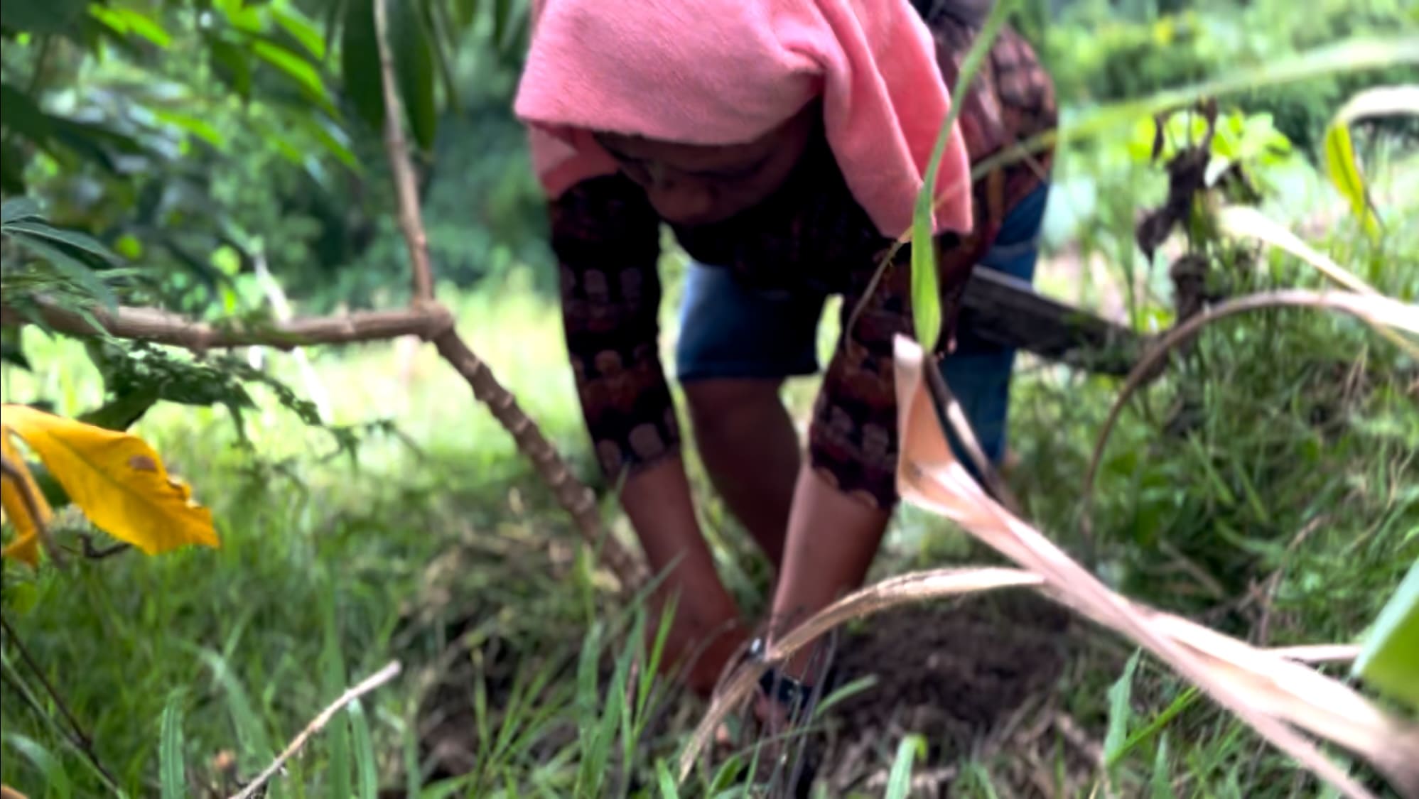 harvesting cassava by hand