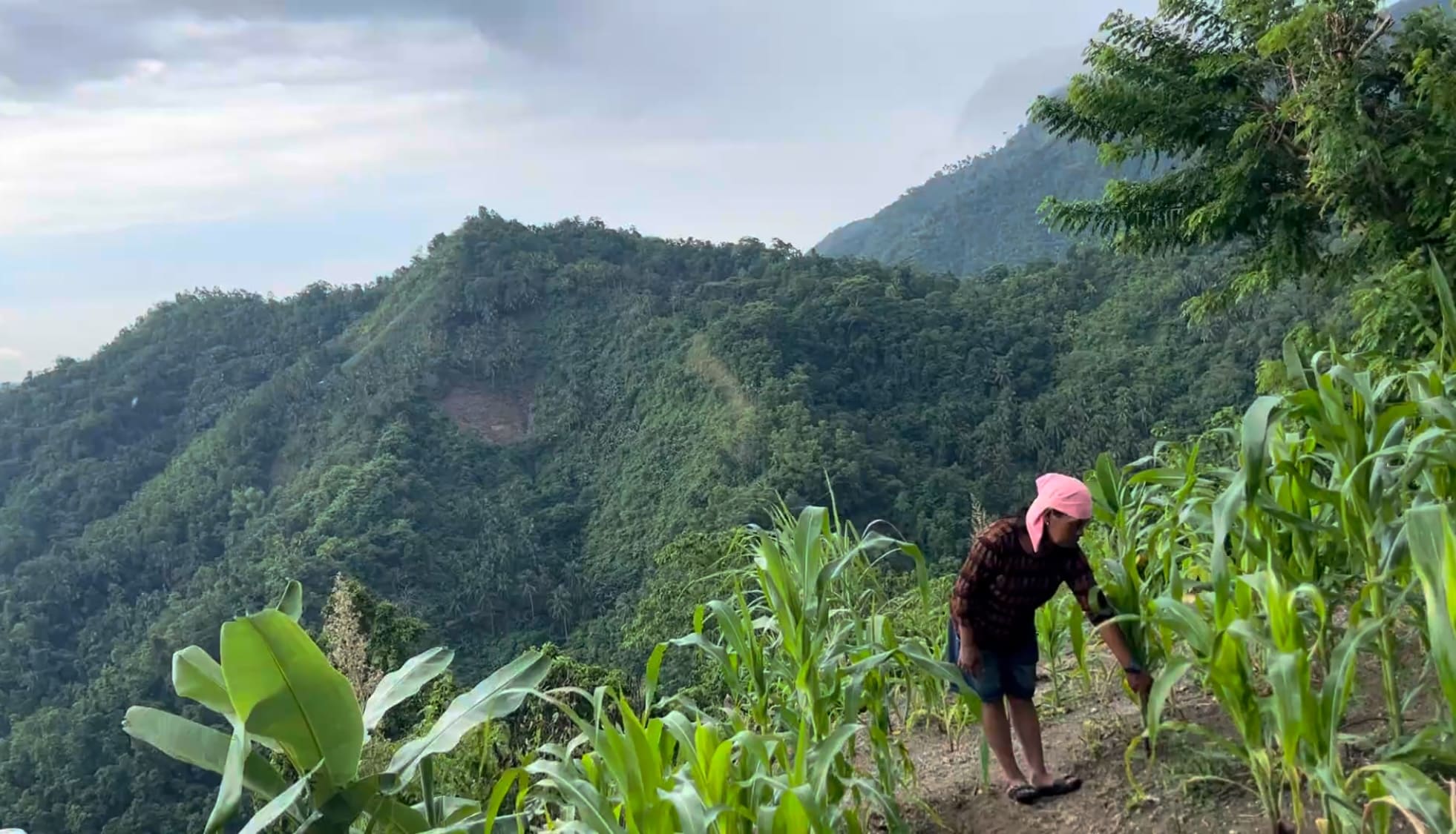 Woman farmer standing in a cassava field