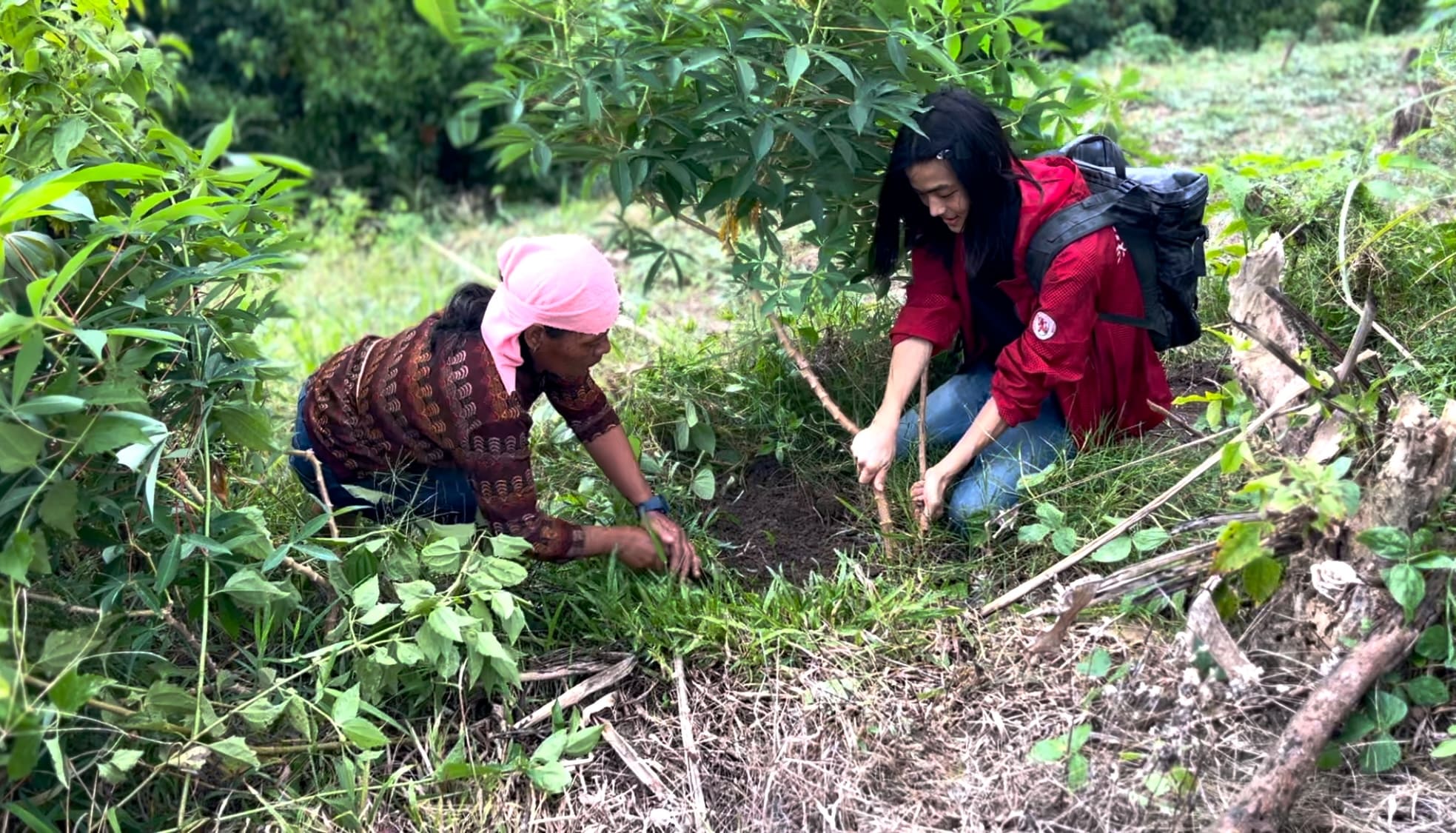 Two people digging for cassava together