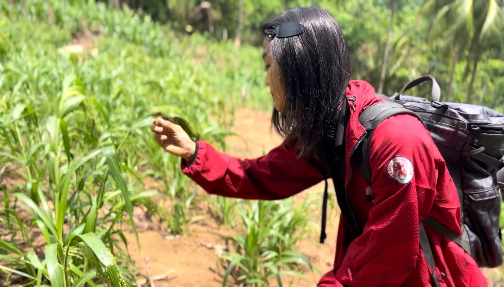A man holding a kabog plant
