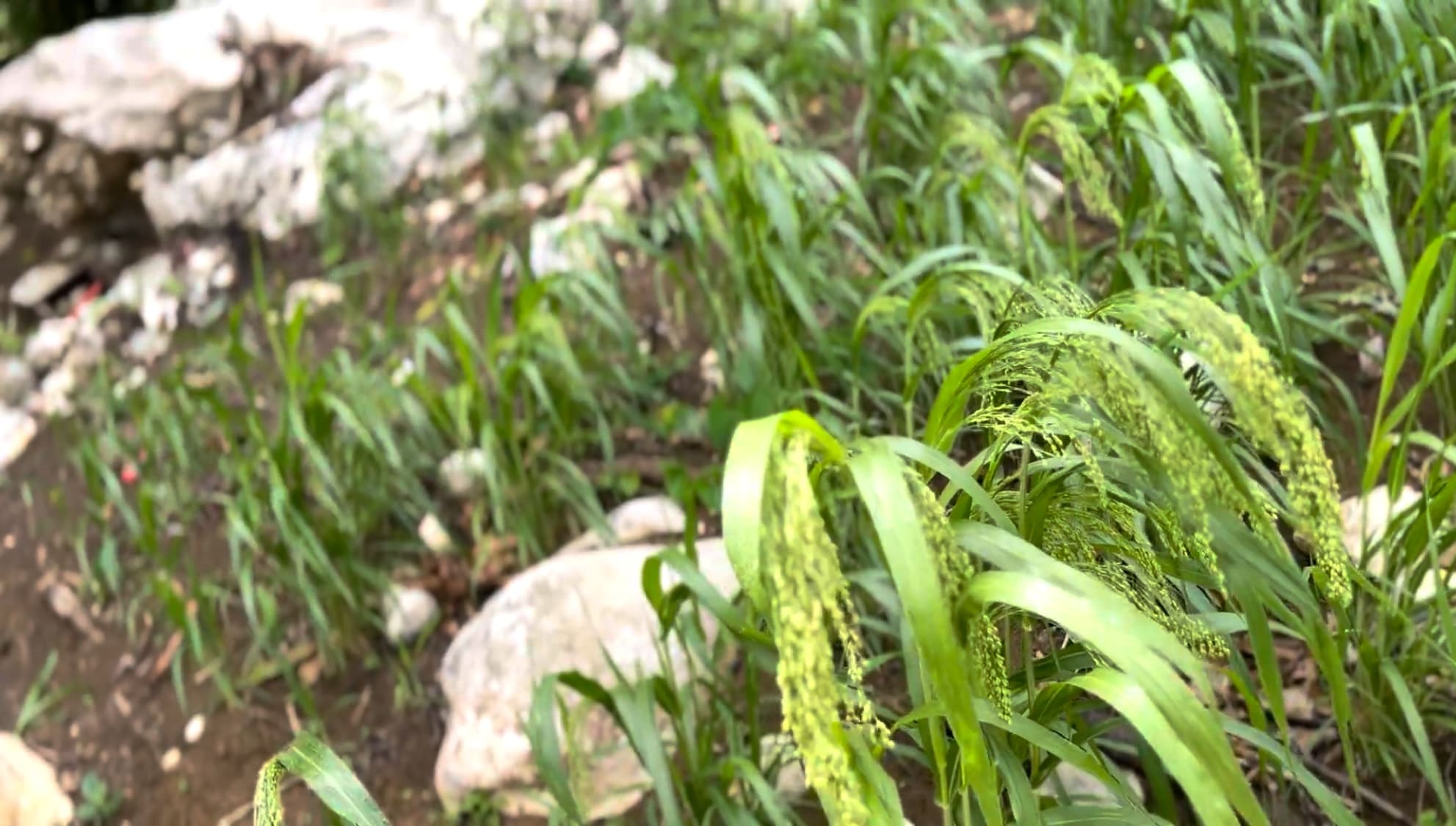 Close-up of kabog grain heads growing in a mountain field