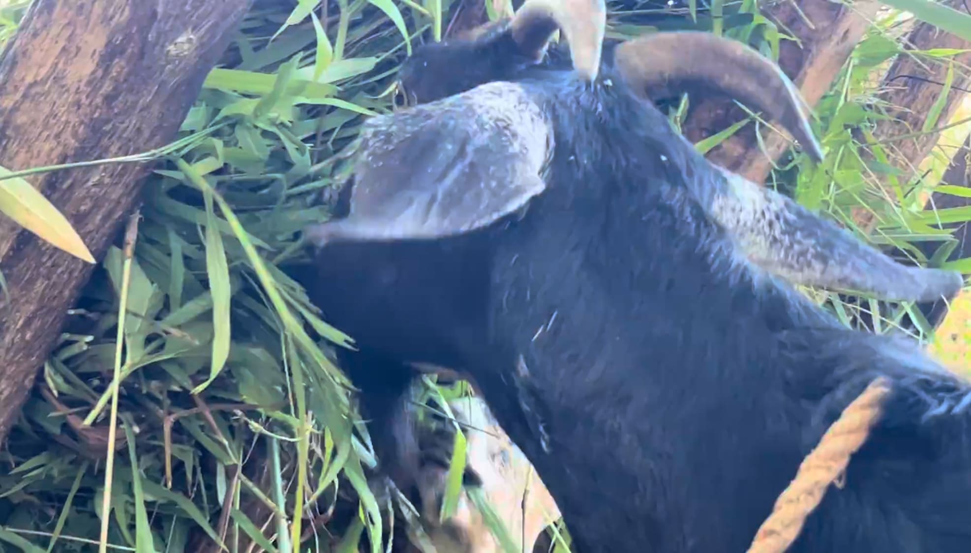 a goat in Argao