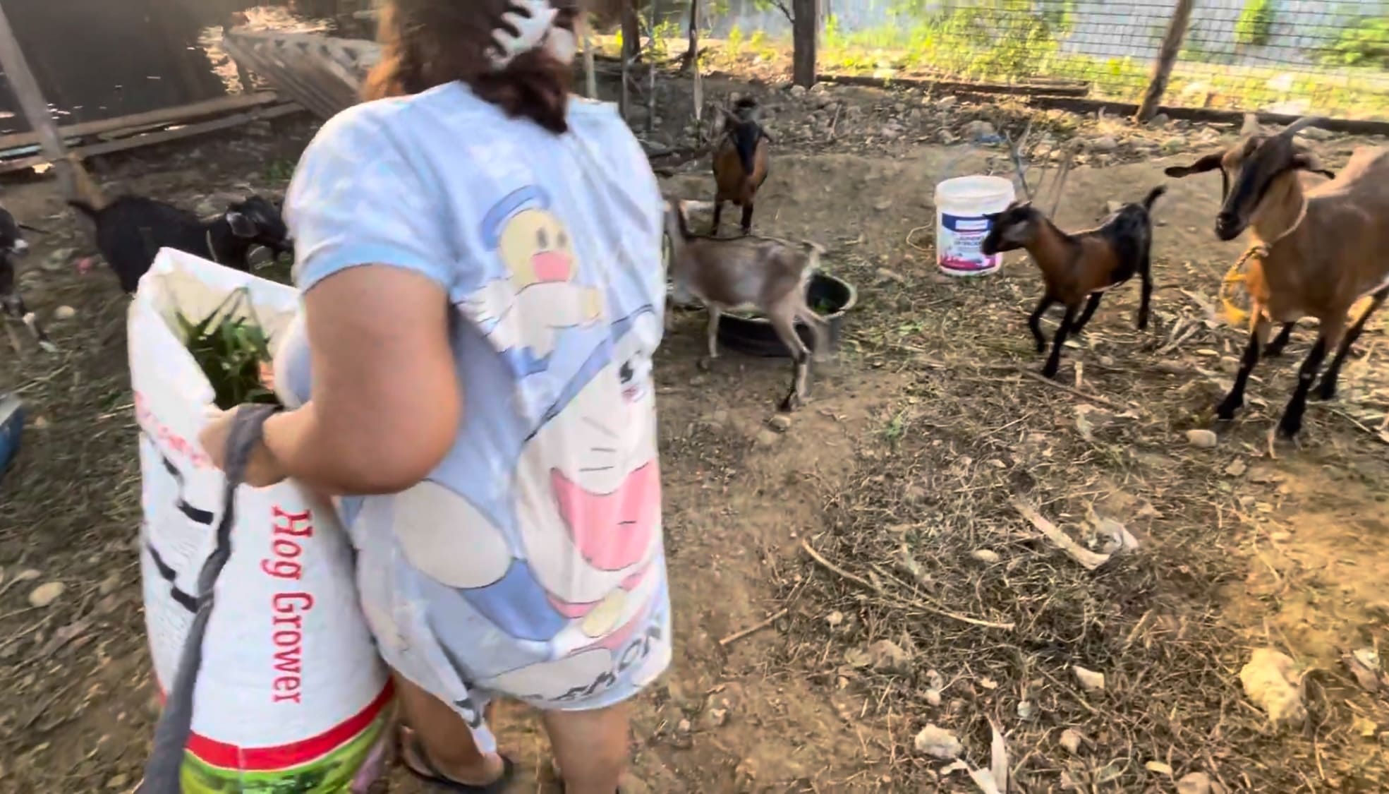 a filipina feeding goats